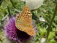 Argynnis pandora 33, Kardinaalsmantel, on Onopordum acanthium, Saxifraga-Kars Veling