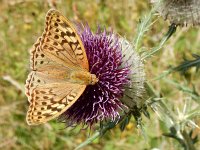 Argynnis pandora 37, Kardinaalsmantel, on Onopordum acanthium, Saxifraga-Kars Veling