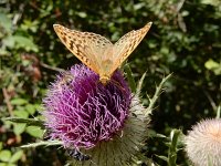 Argynnis pandora 48, Kardinaalsmantel, on Onopordum acanthium, Saxifraga-Kars Veling