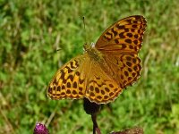Argynnis paphia 190, Keizersmantel, Saxifraga-Hans Grotenhuis