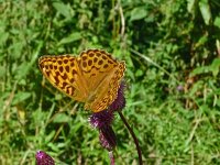 Argynnis paphia 191, Keizersmantel, Saxifraga-Hans Grotenhuis