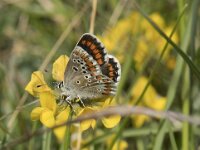 Aricia agestis 52, Bruin blauwtje, Saxifraga-Willem van Kruijsbergen
