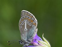 Aricia eumedon 15, Zwart blauwtje, Saxifraga-Luuk Vermeer