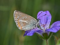 Aricia eumedon 17, Zwart blauwtje, Saxifraga-Luuk Vermeer