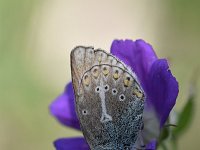 Aricia eumedon 18, Zwart blauwtje, Saxifraga-Luuk Vermeer