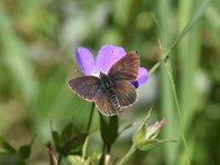 Aricia eumedon 20, Zwart blauwtje, Saxifraga-Luuk Vermeer