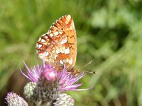 Boloria aquilonaris 20, Veenbesparelmoervlinder, on Cirsium palustre, Saxifraga-Kars Veling