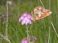 Boloria aquilonaris 24, Veenbesparelmoervlinder, on Erica tetralix, Saxifraga-Kars Veling