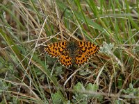 Boloria dia 21, Akkerparelmoervlinder, Saxifraga-Willem van Kruijsbergen