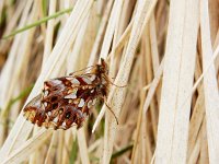 Boloria dia 30, Akkerparelmoervlinder, Saxifraga-Kars Veling