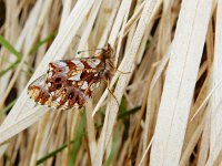 Boloria dia 31, Akkerparelmoervlinder, Saxifraga-Kars Veling