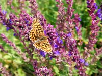 Boloria dia 33, Akkerparelmoervlinder, Saxifraga-Kars Veling