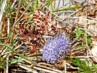 Boloria dia 35, Akkerparelmoervlinder, Saxifraga-Kars Veling