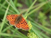 Boloria graeca 7, Balkanparelmoervlinder, Saxifraga-Kars Veling