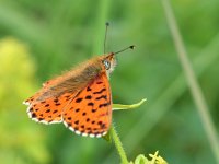 Boloria graeca 8, Balkanparelmoervlinder, Saxifraga-Kars Veling