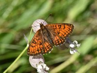 Boloria napaea 11, Bergparelmoervlinder, Saxifraga-Luuk Vermeer