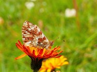 Boloria napaea 15, Bergparelmoervlinder, on Hieracium aurantiacum, Saxifraga-Kars Veling