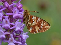 Boloria napaea 9, Bergparelmoervlinder, Saxifraga-Luuk Vermeer