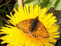 Boloria pales, 8, Herdersparelmoervlinder, on Taraxacum, Saxifraga-Kars Veling