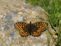 Boloria selene 38, Zilveren Maan Saxifraga-Luuk Vermeer