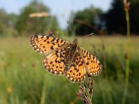 Boloria selene, 42, Zilveren maan, Saxifraga-Kars Veling