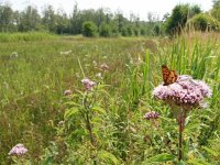 Boloria selene, 60, Zilveren maan, on Eupatorium cannabinum, Korenburgerveen (NL), Saxifraga-Kars Veling