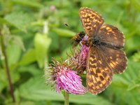 Boloria thore 13, Thor's parelmoervlinder, on Cirsium, Saxifraga-Kars Veling