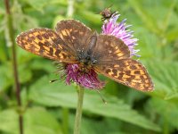 Boloria thore 14, Thor's parelmoervlinder, on Cirsium, Saxifraga-Kars Veling