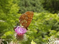 Boloria thore 16, Thor's parelmoervlinder, on Cirsium, Saxifraga-Kars Veling