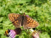 Boloria thore 17, Thor's parelmoervlinder, on Cirsium, Saxifraga-Kars Veling