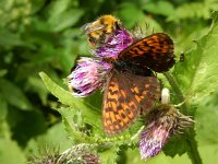 Boloria thore 18, Thor's parelmoervlinder, on Cirsium, Saxifraga-Kars Veling