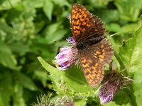 Boloria thore 19, Thor's parelmoervlinder, on Cirsium, Saxifraga-Kars Veling