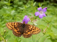 Boloria thore 22, Thor's parelmoervlinder, on Geranium, Saxifraga-Kars Veling