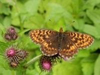 Boloria thore 26, Thor's parelmoervlinder, on Cirsium, Saxifraga-Kars Veling