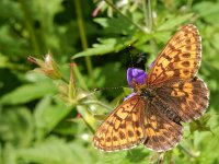 Boloria thore 27, Thor's parelmoervlinder, on Geranium, Saxifraga-Kars Veling