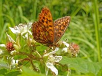 Boloria thore 4, Thor's parelmoervlinder, on Rubus, Saxifraga-Kars Veling