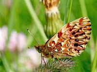 Boloria titania 17, Titania's parelmoervlinder, Saxifraga-Kars Veling