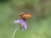 Boloria titania 9, Titania s parelmoervlinder, Saxifraga-Luuk Vermeer