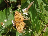 Brenthis daphne, 46, Braamparelmoervlinder, on Rubus, with Maniola jurtina, Saxifraga-Kars Veling