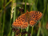 Brenthis hecate,  Twin-spot Fritillary