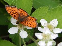 Brenthis hecate 5, Dubbelstipparelmoervlinder, on Rubus, Saxifraga-Kars Veling