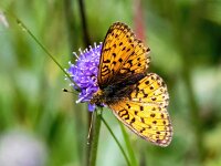 Brenthis ino 58, Purperstreepparelmoervlinder, Saxifraga-Bart Vastenhouw
