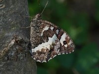 Brintesia circe 24, Witbandzandoog, Saxifraga-Joep Steur