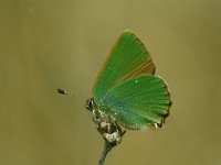 Callophrys rubi 14, Groentje, Vlinderstichting-anonymus