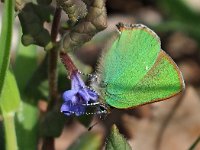 Callophrys rubi 56, Groentje, Saxifraga-Hans Dekker