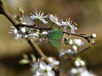 Callophrys rubi 57, Groentje, Saxifraga-Luuk Vermeer