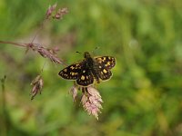 Carterocephalus palaemon 94, Bont dikkopje, Saxifraga-Luuk Vermeer