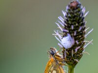 Sleeping Chequered skipper  Sleeping Chequered skipper (Carterocephalus palaemon) on a plant in the early morning. It is widely distributed in northern and central Europe. Its range extends across Asia and Japan and also into North America. : Netherlands, animal, arctic, austria, background, beautiful, beauty, brown, butterfly, carterocephalus, chequered, close, closeup, color, day, detail, eifel, environment, europe, fauna, france, germany, grass, image, imago, insect, invertebrate, leaf, lepidoptera, macro, multi, nature, nobody, outdoors, palaemon, photo, skipper, small, spain, spotted, summer, switserland, up, vertical, view, wildlife, wing, yellow