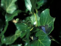 Celastrina argiolus, Holly Blue