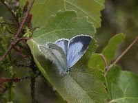 Celastrina argiolus 44, Boomblauwtje, Saxifraga-Willem van Kruijsbergen